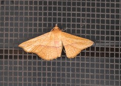 Striglina