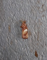 Ophiorrhabda phaeosigma