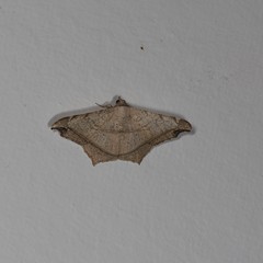 Semiothisa drepanata