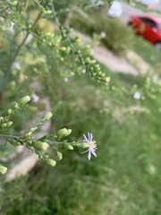 Symphyotrichum drummondii