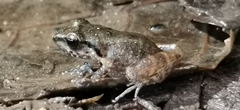 Eleutherodactylus abbotti