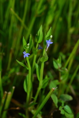Lobelia alsinoides