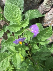 Solanum demissum
