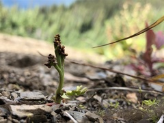 Botrychium minganense