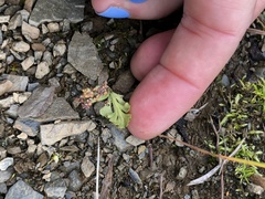 Botrychium minganense