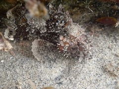 Scorpaena guttata