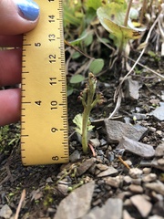 Botrychium minganense