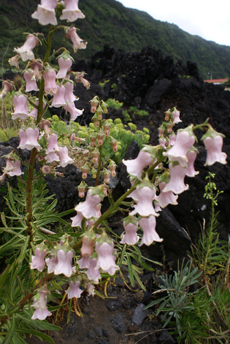 Azores Bellflower