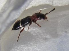 Paratillus carus