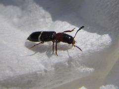 Paratillus carus