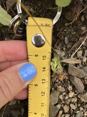 Botrychium minganense