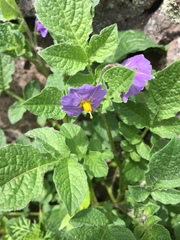 Solanum demissum