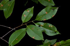 Monilinia seaveri
