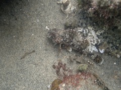 Scorpaena guttata