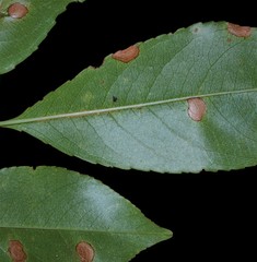 Monilinia seaveri