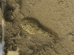 Hyla chinensis