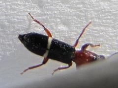 Paratillus carus