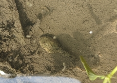 Hyla chinensis