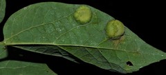 Pachypsylla celtidisumbilicus