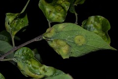 Pachypsylla celtidisumbilicus