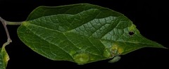 Pachypsylla celtidisumbilicus
