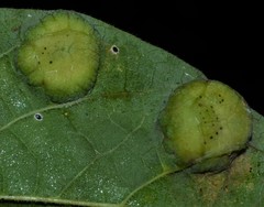 Pachypsylla celtidisumbilicus