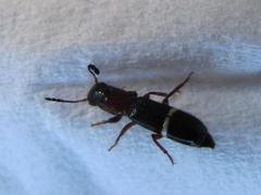 Paratillus carus
