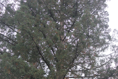 Sequoia sempervirens