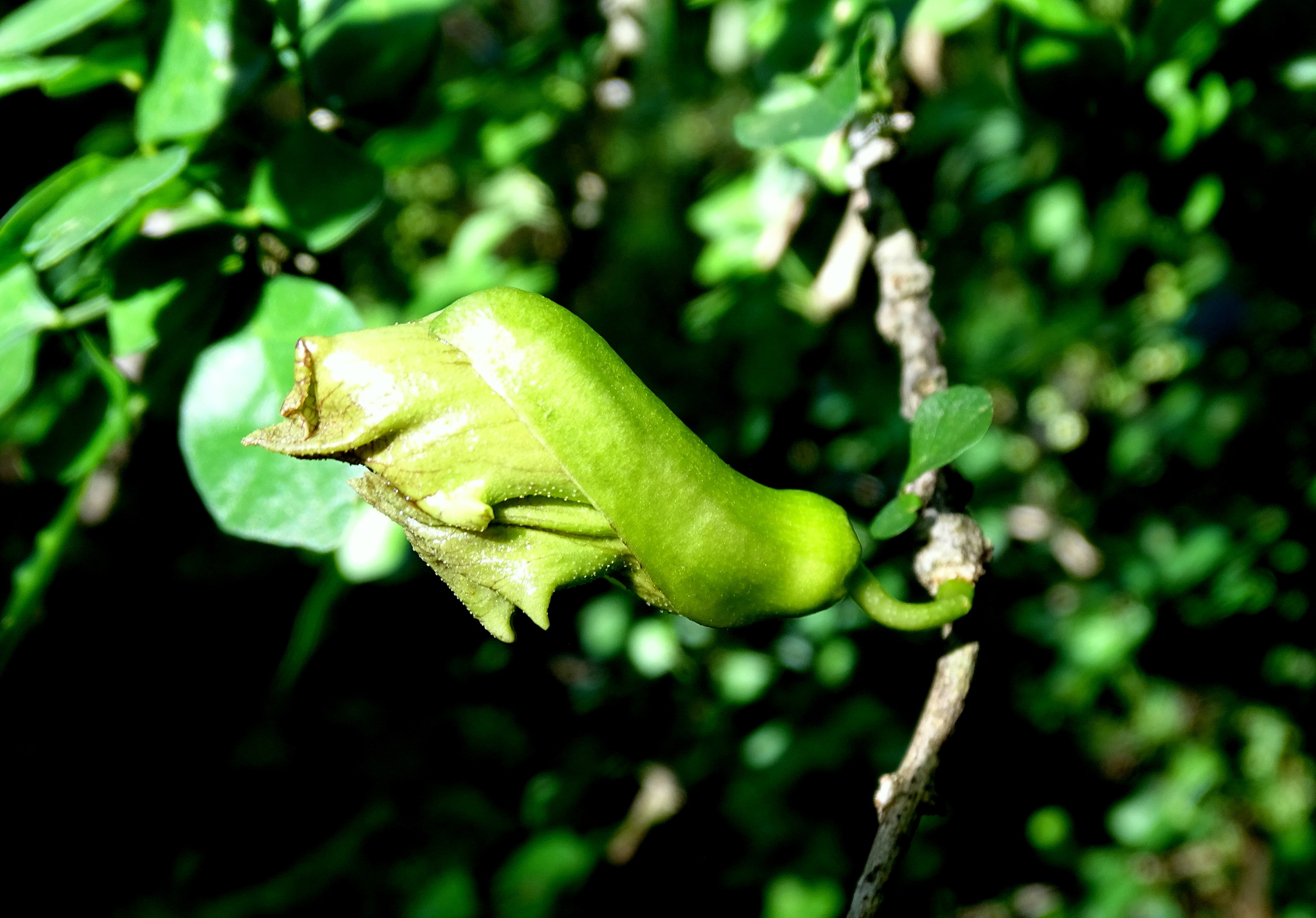 Parmentiera millspaughiana