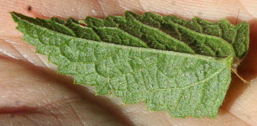 Hibiscus rhodanthus image