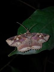 Peteroma denticulata