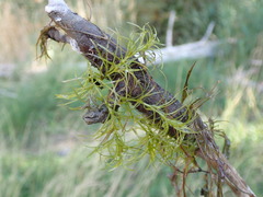 Najas flexilis