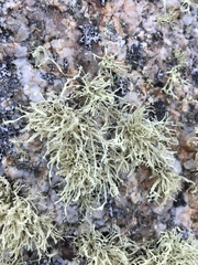 Ramalina intermedia