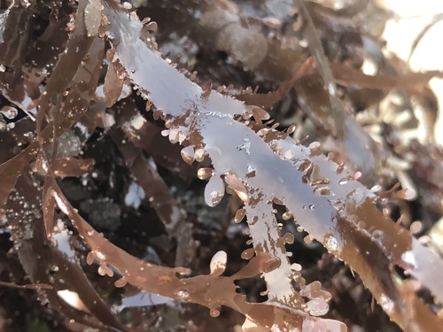 Cryptopleura violacea observed 2021-09-02