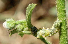 Acontiinae