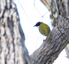 Melithreptus chloropsis
