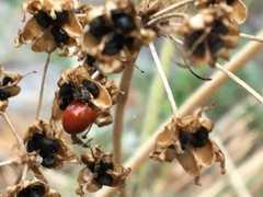 Coccinellini