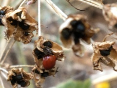 Coccinellini