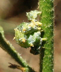 Acontiinae