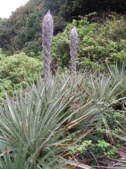 Puya chilensis