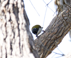 Melithreptus chloropsis