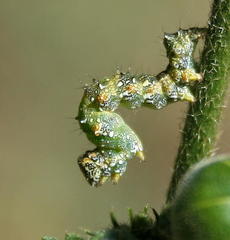 Acontiinae