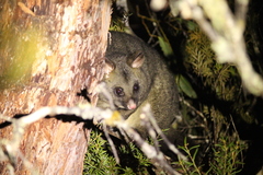 Trichosurus vulpecula fuliginosus