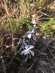Asteraceae
