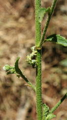 Acontiinae