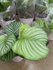 Goeppertia orbifolia