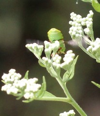 Hedriodiscus truquii
