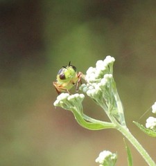 Hedriodiscus truquii