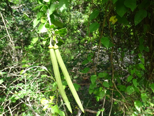 Image of Parmentiera Millspaughiana (Parmentiera millspaughiana) by (c) Alexis López Hernández, some rights reserved (CC BY)