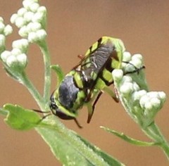 Hedriodiscus truquii